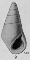 Rissoina tersa Mansfield, 1930 Rissoina tersa Mansfield, 1930