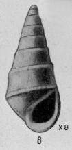 Rissoina (Zebina) clarksvillensis Mansfield, 1930