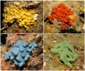 Porifera (sponges)