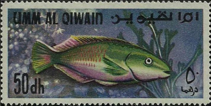 Scarus sp. Scarus sp.
