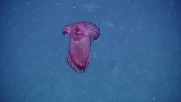 Enypniastes eximia Enypniastes eximia