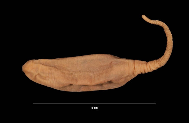Hedingia albicans Hedingia albicans