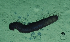 unknown laetmogonid holothurian from the Clarion-Clipperton Fracture Zone