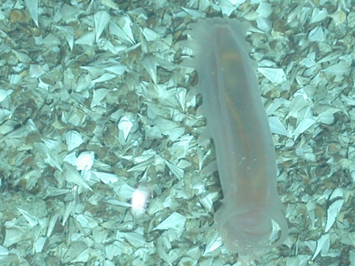 Peniagone sp. Peniagone sp.