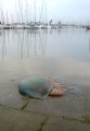 Scyphozoa (jelly fish)