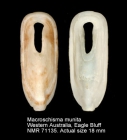 Macroschisma munitum