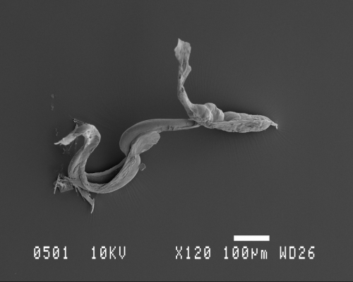 Fritillaria Scanning Electron Microscopy