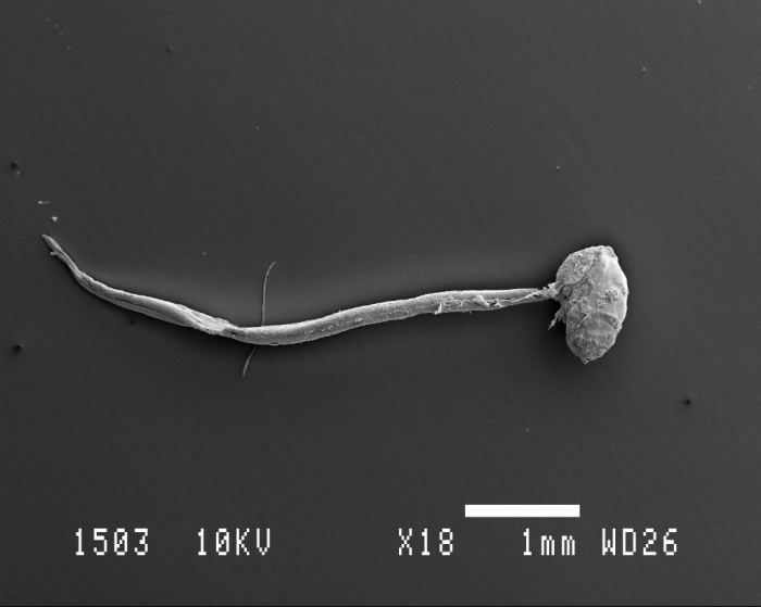 Oikopleura Scanning electron microscopy Oikopleura Scanning electron microscopy