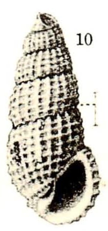 Rissoina media awana Yokoyama, 1924 Rissoina media awana Yokoyama, 1924