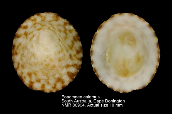 Eoacmaea calamus