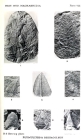 Plumulites plate in Withers, 1926