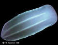 Ctenophora (sea gooseberries)