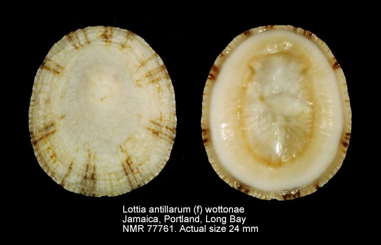 Lottia antillarum