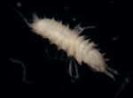 Acanthaspiididae sp