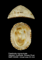 Patelloida nigrosulcata