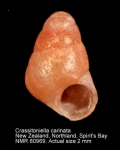 Crassitoniella carinata