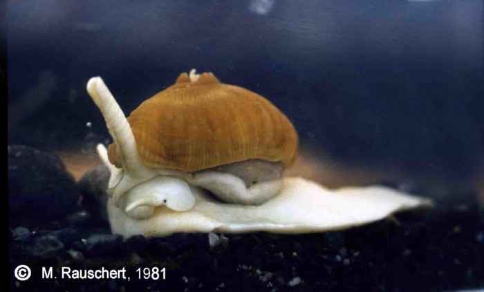 Symbiosis between gastropod and actinia Symbiosis between gastropod and actinia
