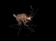 Dendrotionidae sp