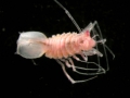 Crustacea (crustaceans)