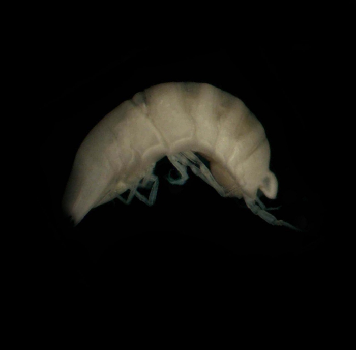 Haploniscidae sp Haploniscidae sp