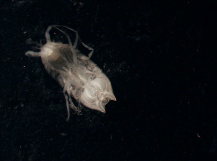 Haploniscidae sp Haploniscidae sp