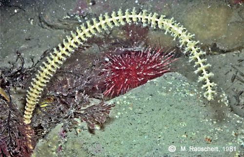 Gorgonaria & Sterechinus