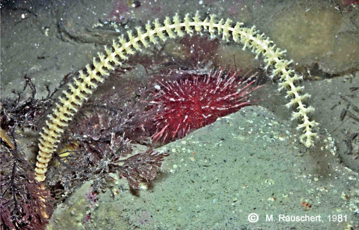 Gorgonaria & Sterechinus