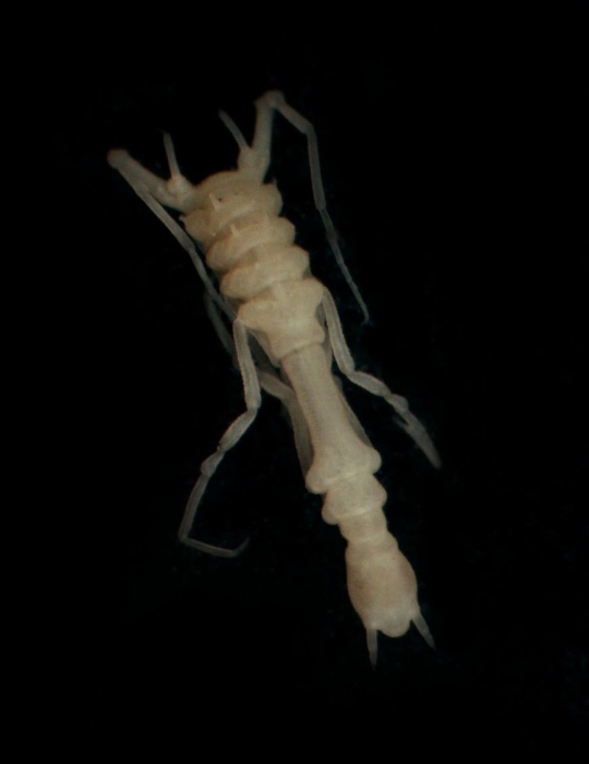 Ischnomesidae sp