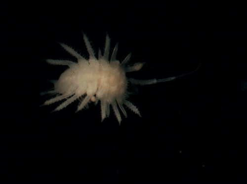 Mesosignidae sp