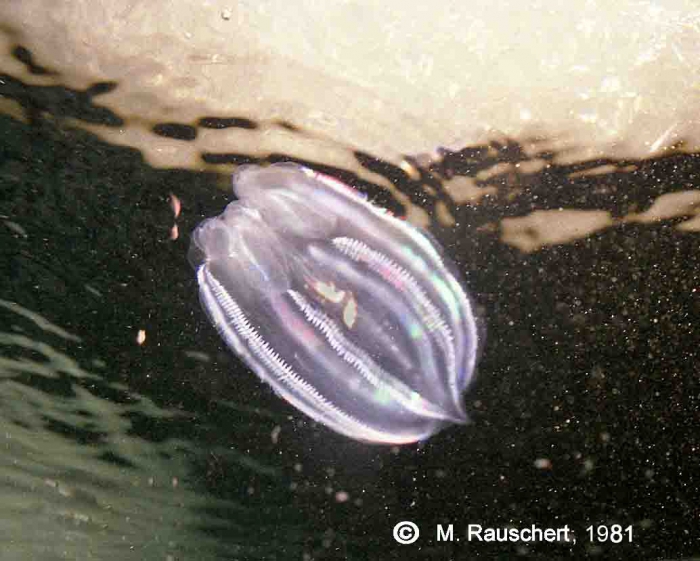 Lobata sp. with amphipods. Lobata sp. with amphipods.