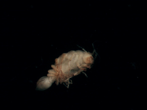 Paramunnidae sp