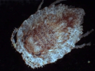 Serolidae sp