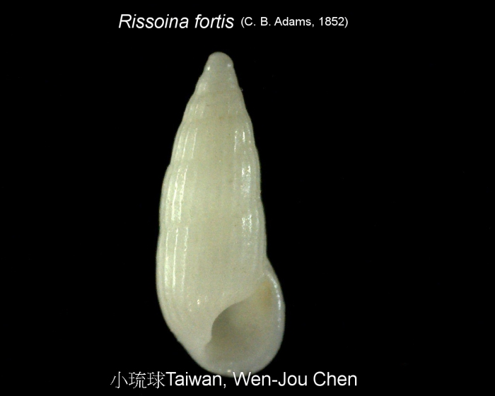 Rissoina fortis (C. B. Adams, 1852)