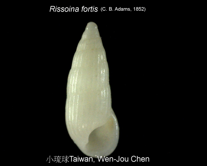 Rissoina fortis (C. B. Adams, 1852) Rissoina fortis (C. B. Adams, 1852)