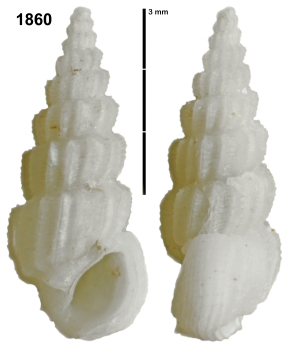 Rissoina aspera Faber, 2013 Rissoina aspera Faber, 2013