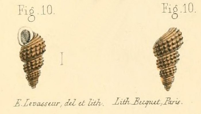 Rissoina granulosa Pease, 1862
