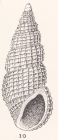 Phosinella pura (Gould, 1861)