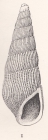 Rissoina calia Bartsch, 1915