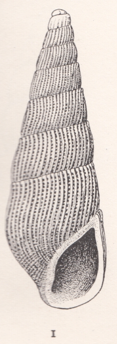 Rissoina calia Bartsch, 1915 Rissoina calia Bartsch, 1915