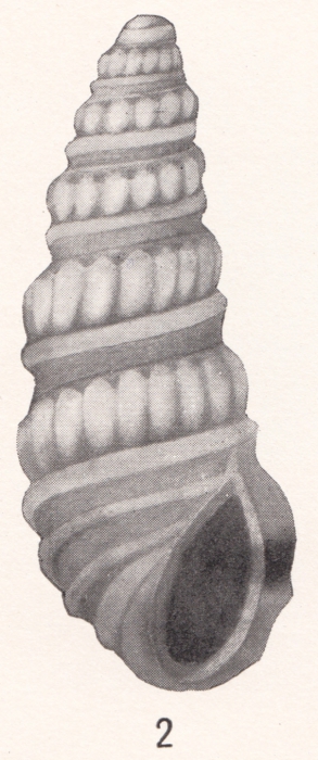 Rissoina eucosmia Bartsch, 1915