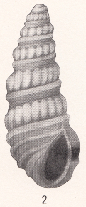 Rissoina eucosmia Bartsch, 1915 Rissoina eucosmia Bartsch, 1915
