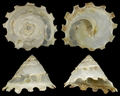 Mollusca (molluscs)