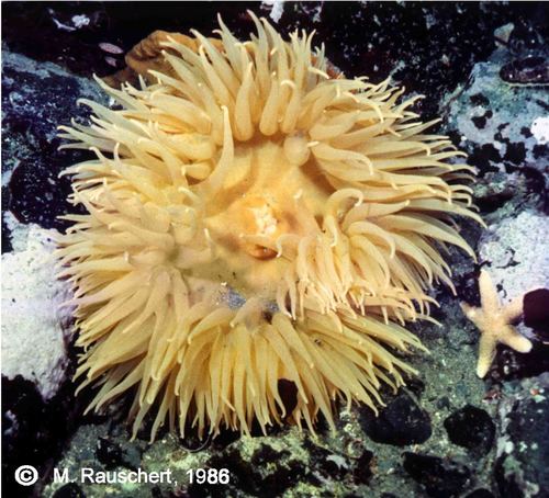 Urticinopsis antarctica