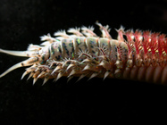Hartmanonuphis pectinata (Knox & Hicks, 1973) from Banks Peninsula, NZ