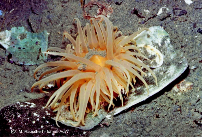 Urticinopsis antarctica