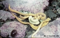 Nemertea (ribbon worms)