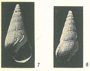 Rissoina (Zebinella) azaniensis Cox, 1927