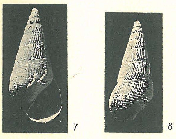 Rissoina (Zebinella) azaniensis Cox, 1927 Rissoina (Zebinella) azaniensis Cox, 1927