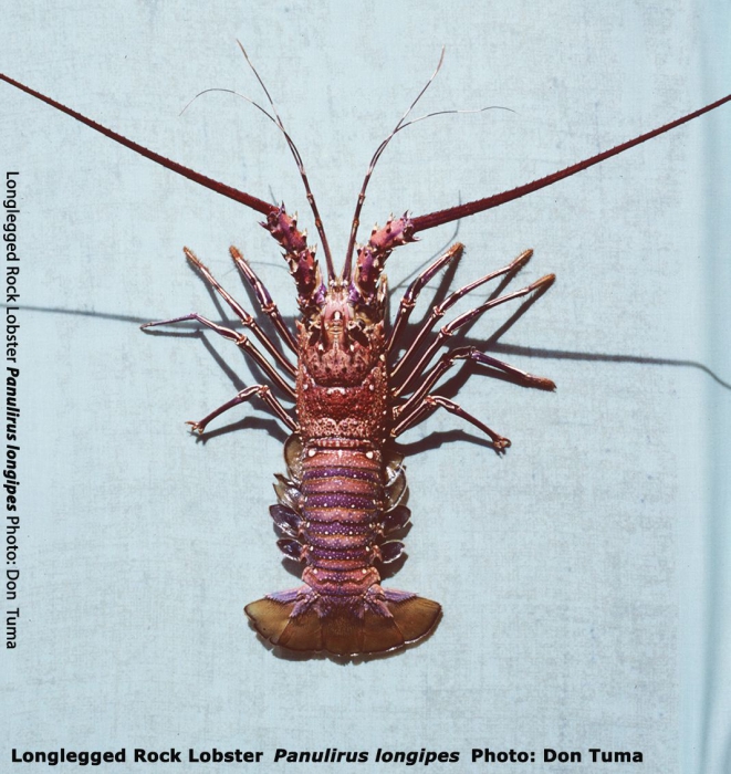 Panulirus longipes Panulirus longipes
