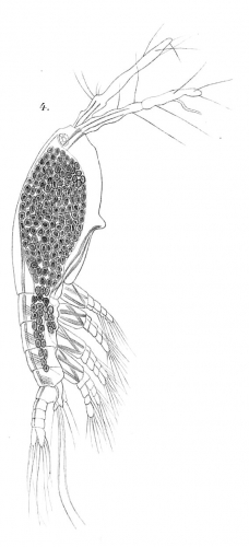 Timm 1894 Monstilla grandis